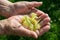 Grandmother holds a lime flower in her hands