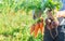 Grandmother with vegetables in her hands in the garden. Organic vegetables. Selective focus