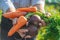 Grandmother with vegetables in her hands in the garden. Organic vegetables. Selective focus