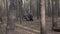 Grandmother on walk with her grandson or granddaughter in forest. Elderly woman with stroller resting on stump in