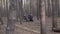 Grandmother on walk with her grandson or granddaughter in forest. Elderly woman with stroller resting on stump in