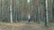 Grandmother walking away into distance with her grandson or granddaughter in forest. Elderly woman with stroller walking