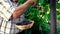 Grandpa with a harvest of blackberries in his hands. Selective focus.