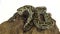 Granit burmese python or python molurus bivittatus on wooden snag isolated in white background.
