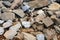 Granite Boulders And Driftwood Pile