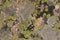 Granite covered with colorful lichen