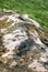 Granite mossy, texture, close-up