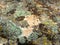 Granite mossy, texture, close-up