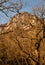 Granite mountain peak behind leafless trees branches