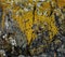 A granite rock formation covered in Sunburst Lichen