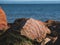 Granite rock at Kattegat sea shoreline at Halmstad West beach in Sweden