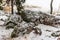 Granite stones on the shore of the bay among the forest.