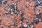 Granite texture. Reddish-brown base with black and gray spots. Used as a background.