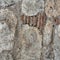 Granite texture, stone wall surface closeup