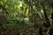 Granitic rock into the tropical jungle in La Digue Island, Seychelles