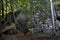 Granitic rock into the tropical jungle in La Digue Island, Seychelles