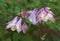 Granny Bonnets Columbine Flowers with Green Background