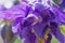 Granny`s bonnet or aquilegia flower with lots of violet petals and water drops