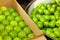 Granny Smith apples being packed into a box from a packing tub in a fruit packing warehouse