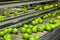 Granny Smith apples on a conveyor belt in a fruit packaging warehouse