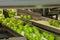 Granny Smith apples on a conveyor belt line in a fruit packing warehouse