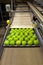 Granny Smith apples on a packing tray on a conveyor belt in a fruit packaging warehouse