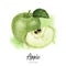 Granny Smith green apple with leaf composition watercolor hand drawn illustration on watercolor splash background.