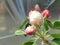 Granny Smith Malus sylvestris Apple Blossom Under Plastic Tent