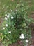 Grannyâ€™s white rosebush revived