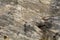 Granodiorite rock texture or background