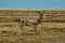 Grant Gazelle standing in the great savannah expanse of the Serengeti