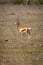 Grant gazelle stands turning head in savannah
