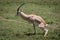 Grant gazelle stretches to defecate on savannah