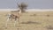 Grant`s Gazelle in Arid field