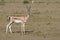 Grant`s gazelle female standing in the sun-dried savannah in the