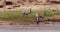 Grant`s Gazelle, gazella granti, Group drinking Water at River, Samburu Park in Kenya,
