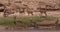 Grant`s Gazelle, gazella granti, Group drinking Water at River, Samburu Park in Kenya,