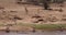 Grant`s Gazelle, gazella granti, Group drinking Water at River, Samburu Park in Kenya,