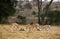 GRANT`S GAZELLE gazella granti, GROUP OF MALES FIGHTING, KENYA