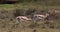 Grant`s Gazelle, gazella granti, Group at Nairobi Park in Kenya