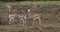 Grant`s Gazelle, gazella granti, Males Fighting, Nairobi Park in Kenya,