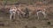 Grant`s Gazelle, gazella granti, Males Fighting, Nairobi Park in Kenya,