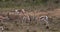 Grant`s Gazelle, gazella granti, Males Fighting, Nairobi Park in Kenya,