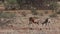 Grant`s Gazelle, gazella granti, Males fighting, Nakuru Park in Kenya,