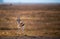 Grant\\\'s gazelle in a meadow in Ngorongoro Conservation Area in Tanzania