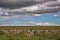 Grant`s Gazelle in the Serengeti