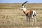 Grant`s gazelle in the Serengeti park in Tanzania