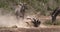 Grant`s Zebra, equus burchelli boehmi, Adult having Dust Bath, Nairobi Park in Kenya,