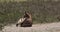 Grant`s Zebra, equus burchelli boehmi, Adult having Dust Bath, Nairobi Park in Kenya,