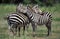 Grant`s Zebra, equus burchelli boehmi, Adults Grooming, Kenya